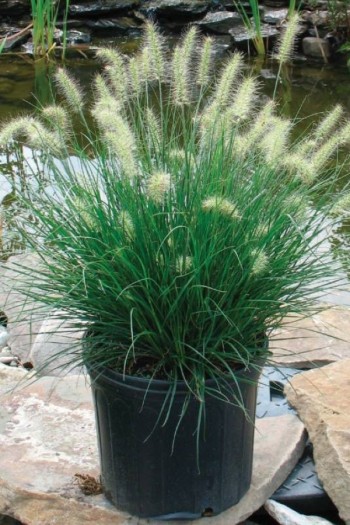 Пеннісетум лисохвостий Літтл Банні / Літл Банні | Pennisetum alopecuroides Little Bunny | Пеннисетум лисохвостый Литтл Банни / Литл Банни